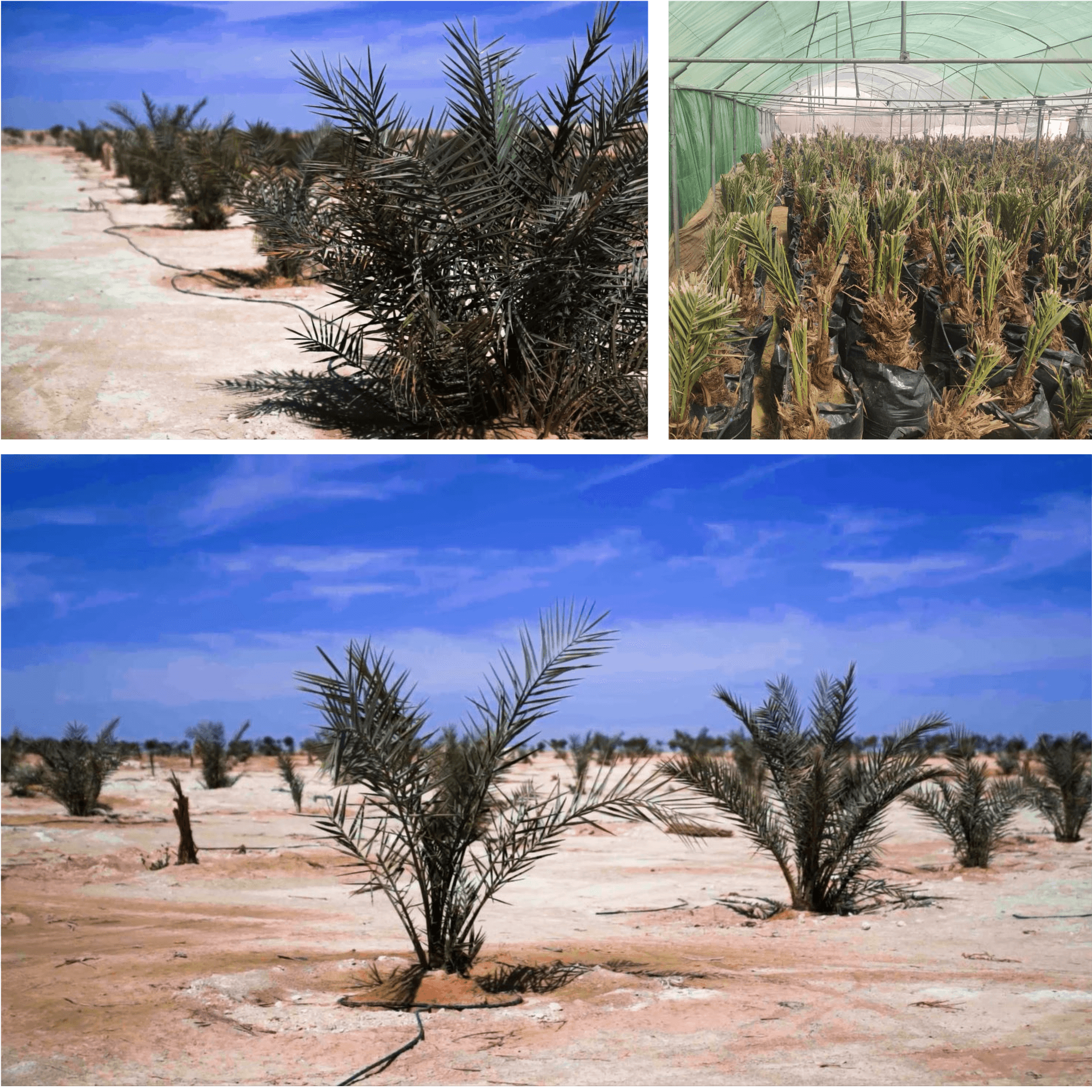 Palm Farms