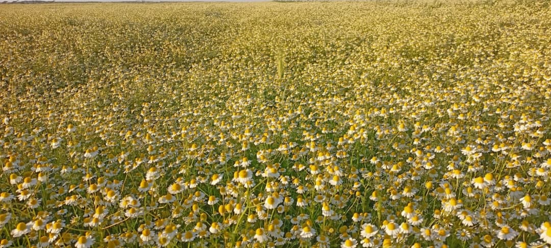 Aromatic plants