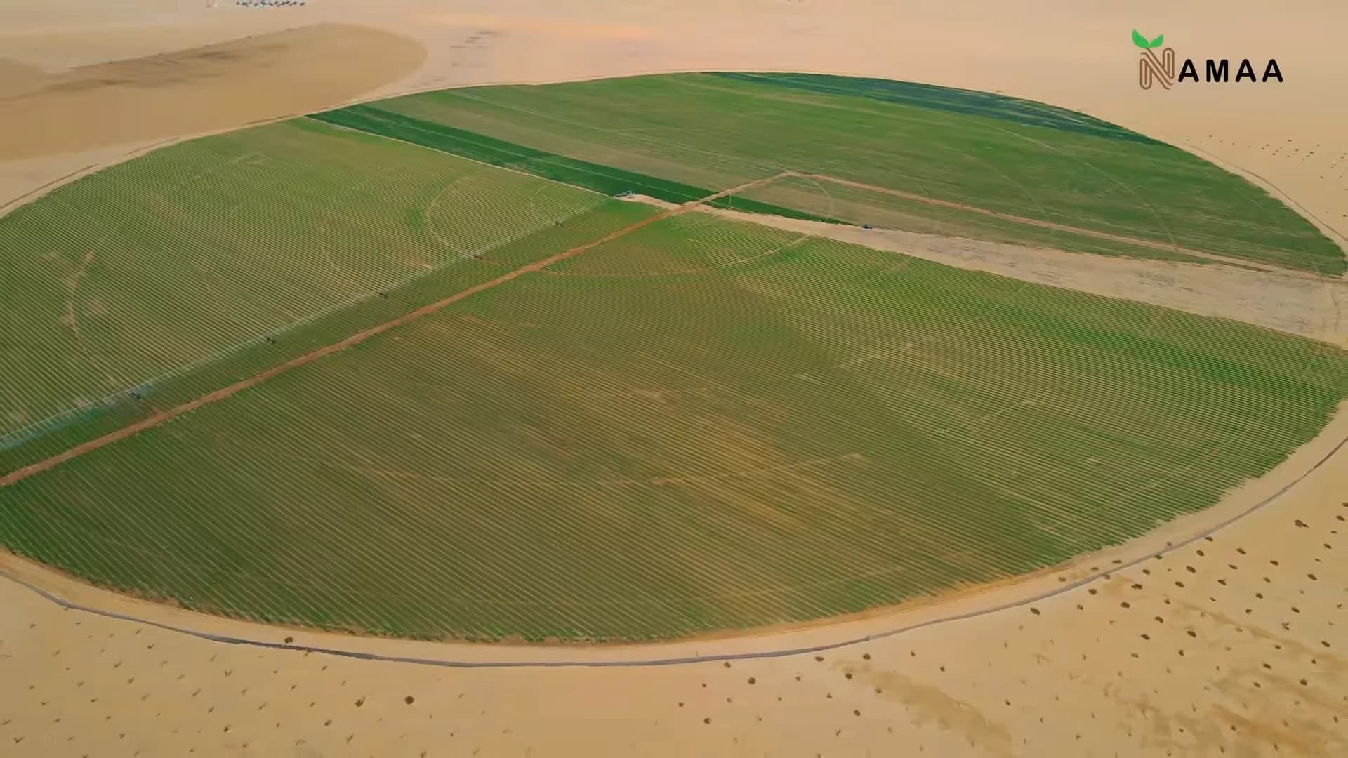 Desert Agriculture Revolution: Transforming the New Valley