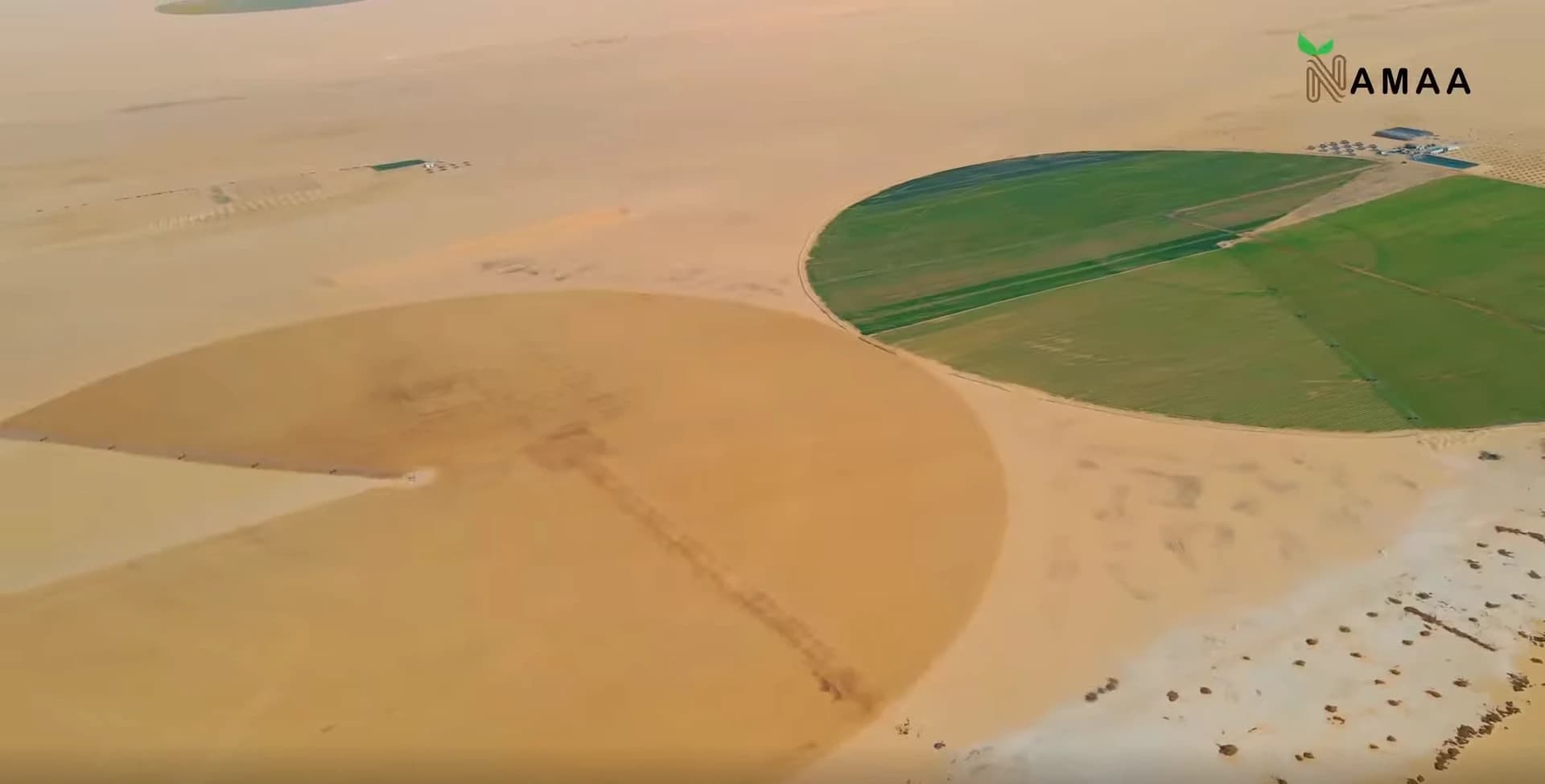 Palm Cultivation: From Planting to Harvest